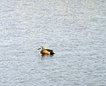 [A light brown duck with dark brown or black wings and a face that is half white sits on the water facing left.]